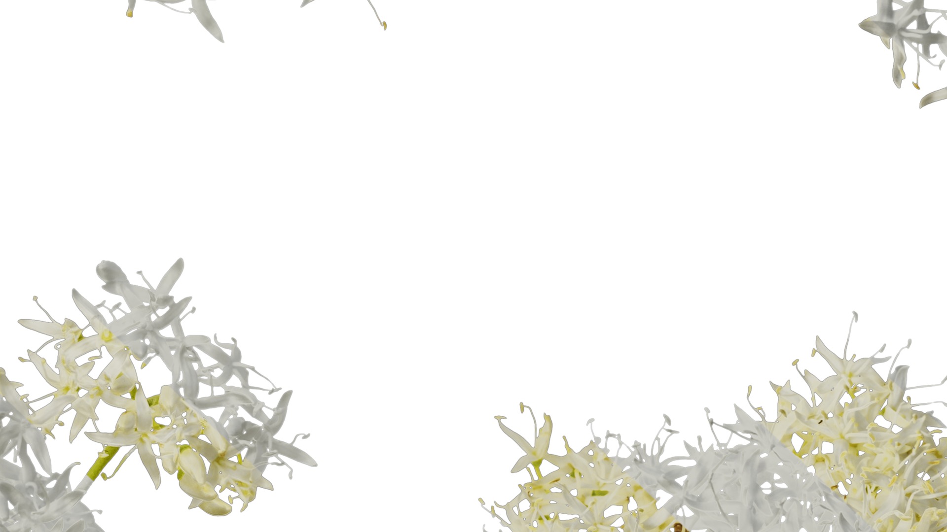 Anydrafts Cornus controversa Flower 02 Texture_7