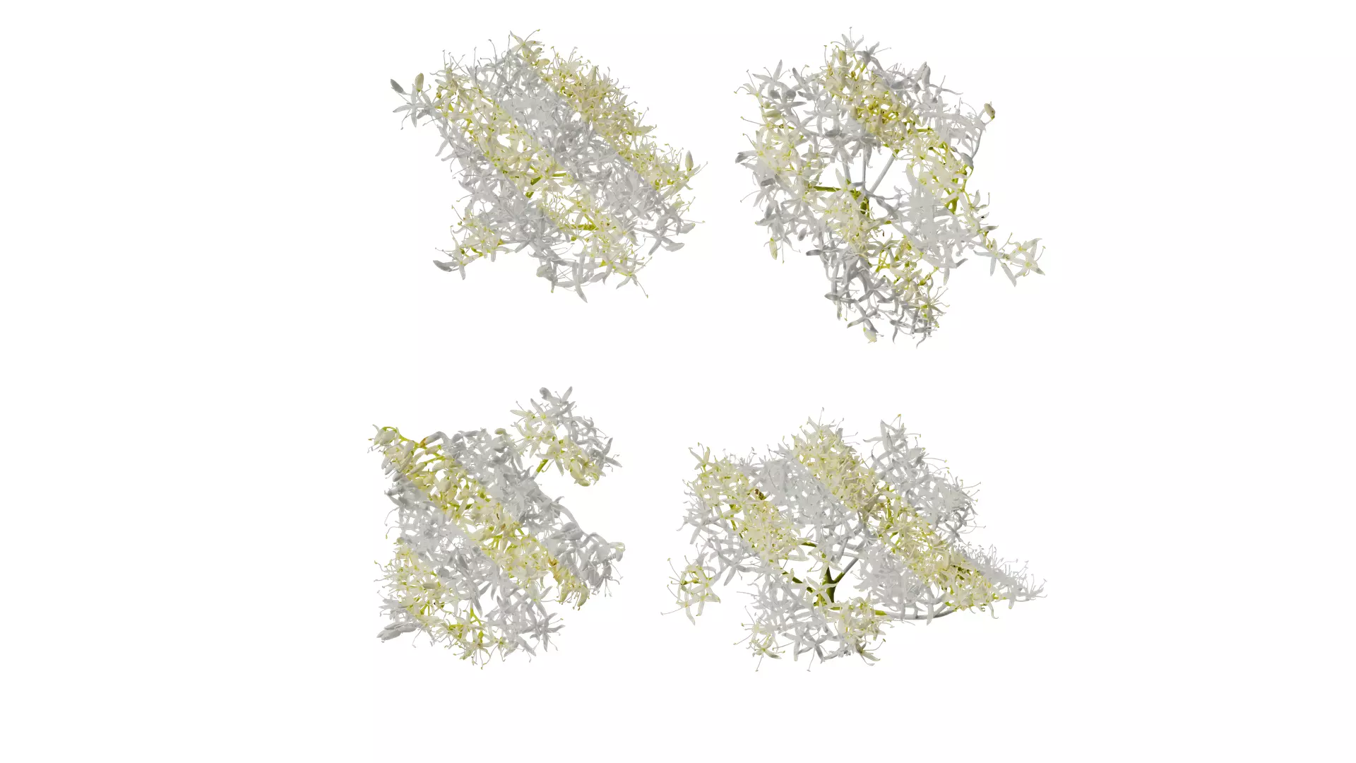 Anydrafts Cornus controversa Flower 02 Texture_0