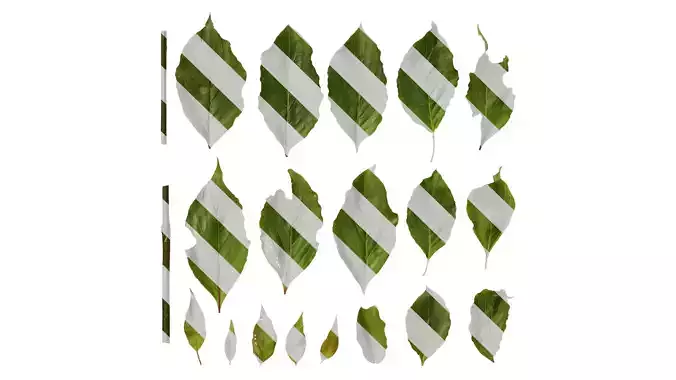 Anydrafts Cornus controversa Leaf 01