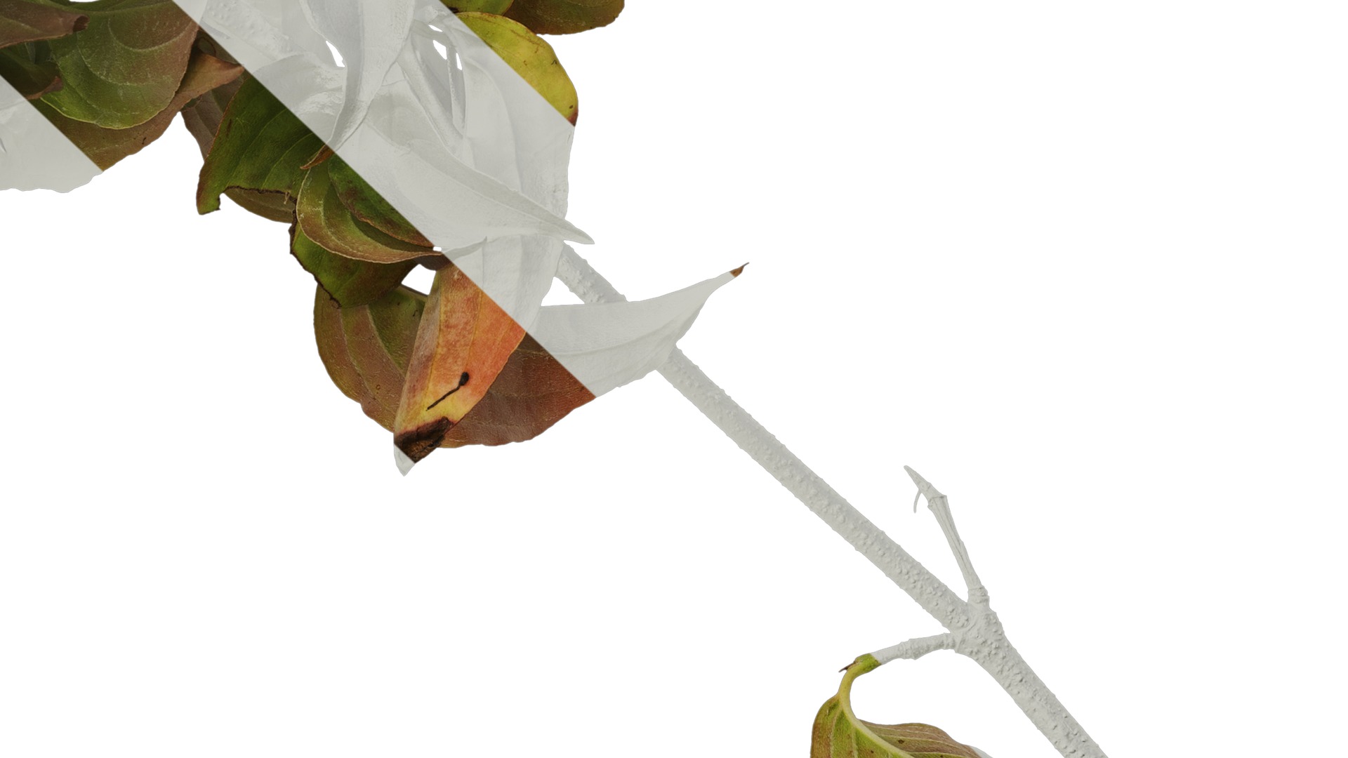 Anydrafts Cornus kousa Atlas 01 Texture_7