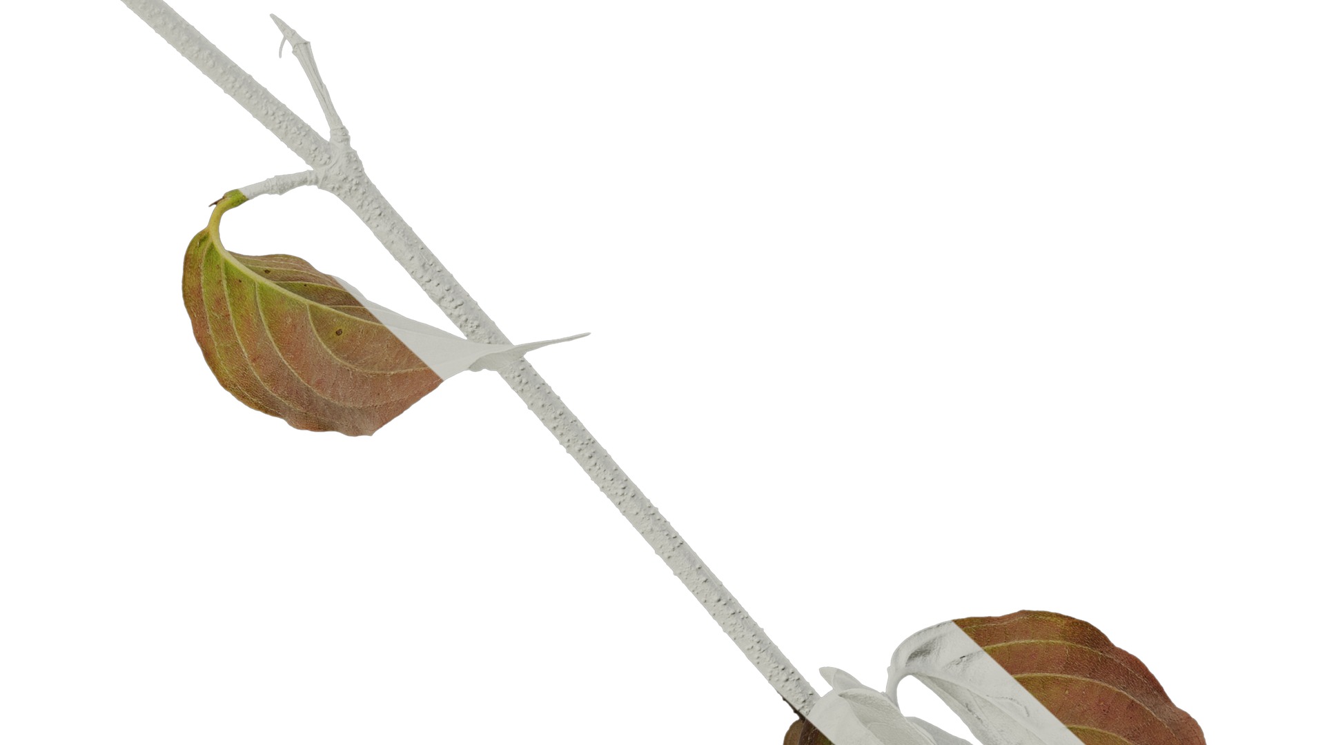 Anydrafts Cornus kousa Atlas 01 Texture_6