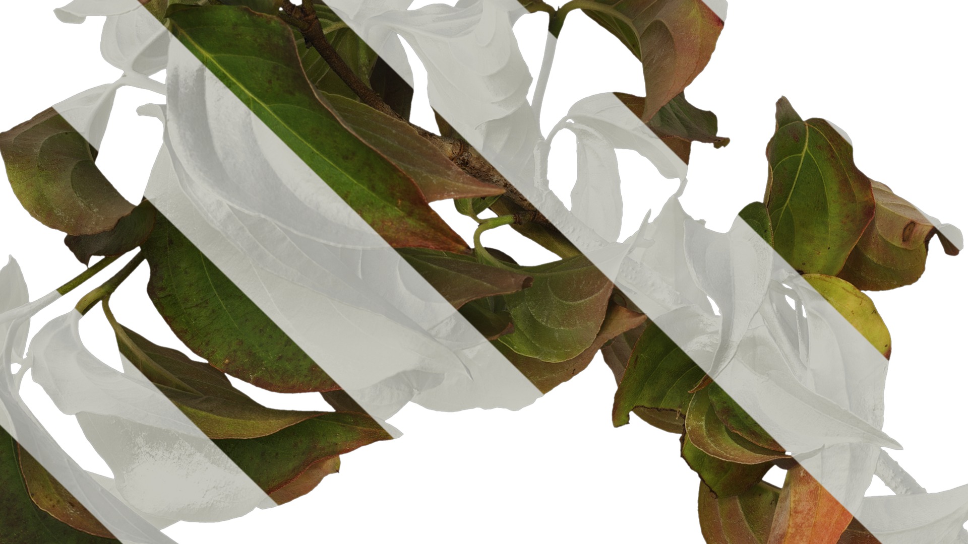 Anydrafts Cornus kousa Atlas 01 Texture_3