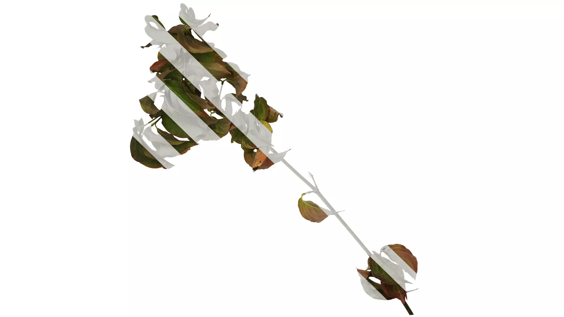 Anydrafts Cornus kousa Atlas 01 Texture_0