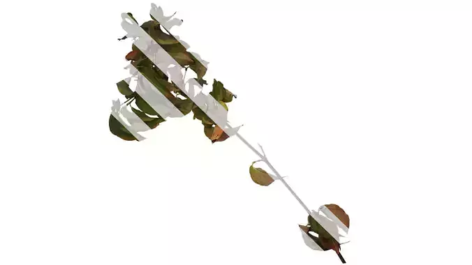 Anydrafts Cornus kousa Atlas 01