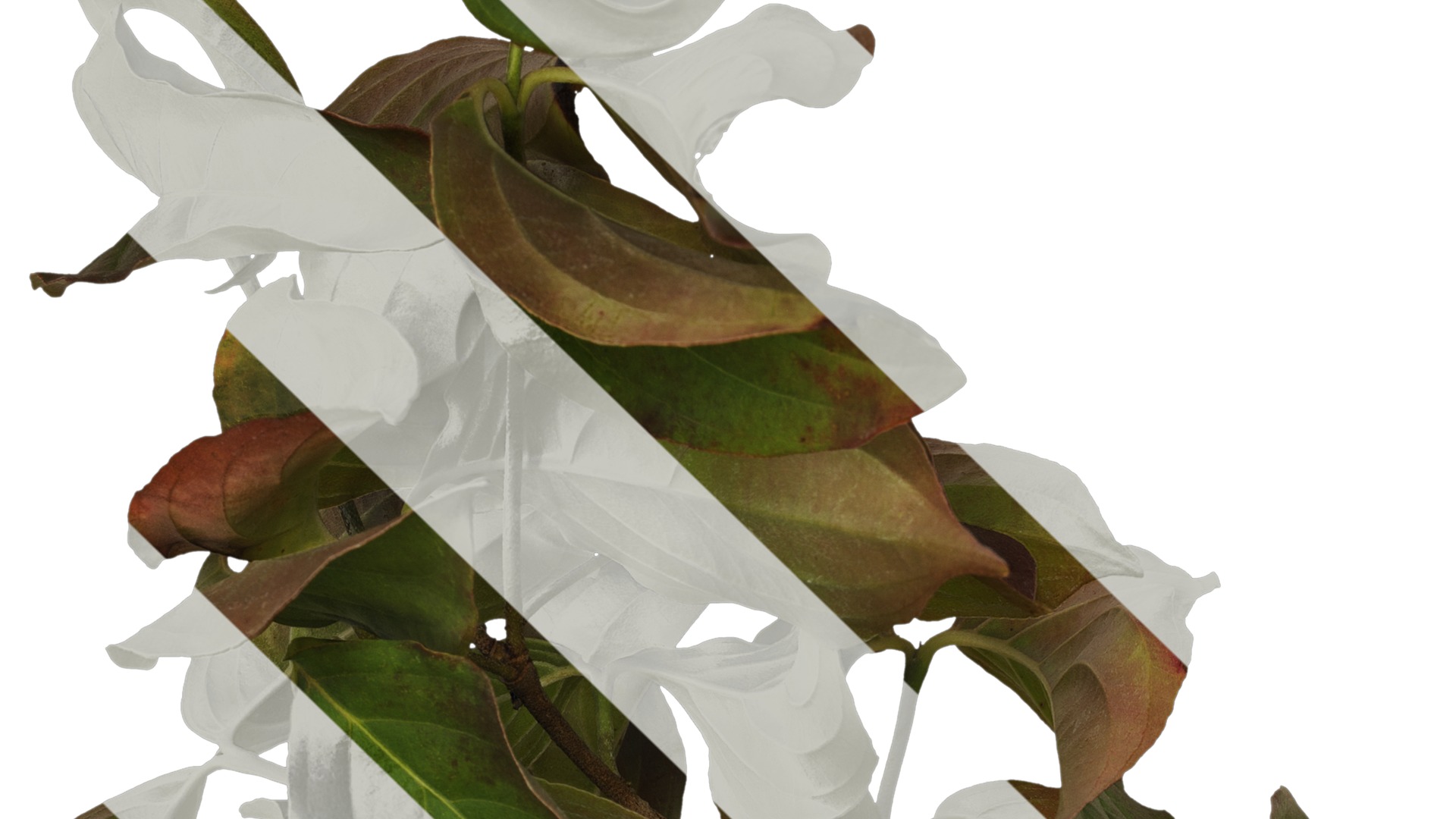 Anydrafts Cornus kousa Atlas 01 Texture_1