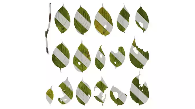 Anydrafts Cornus kousa Leaf 01