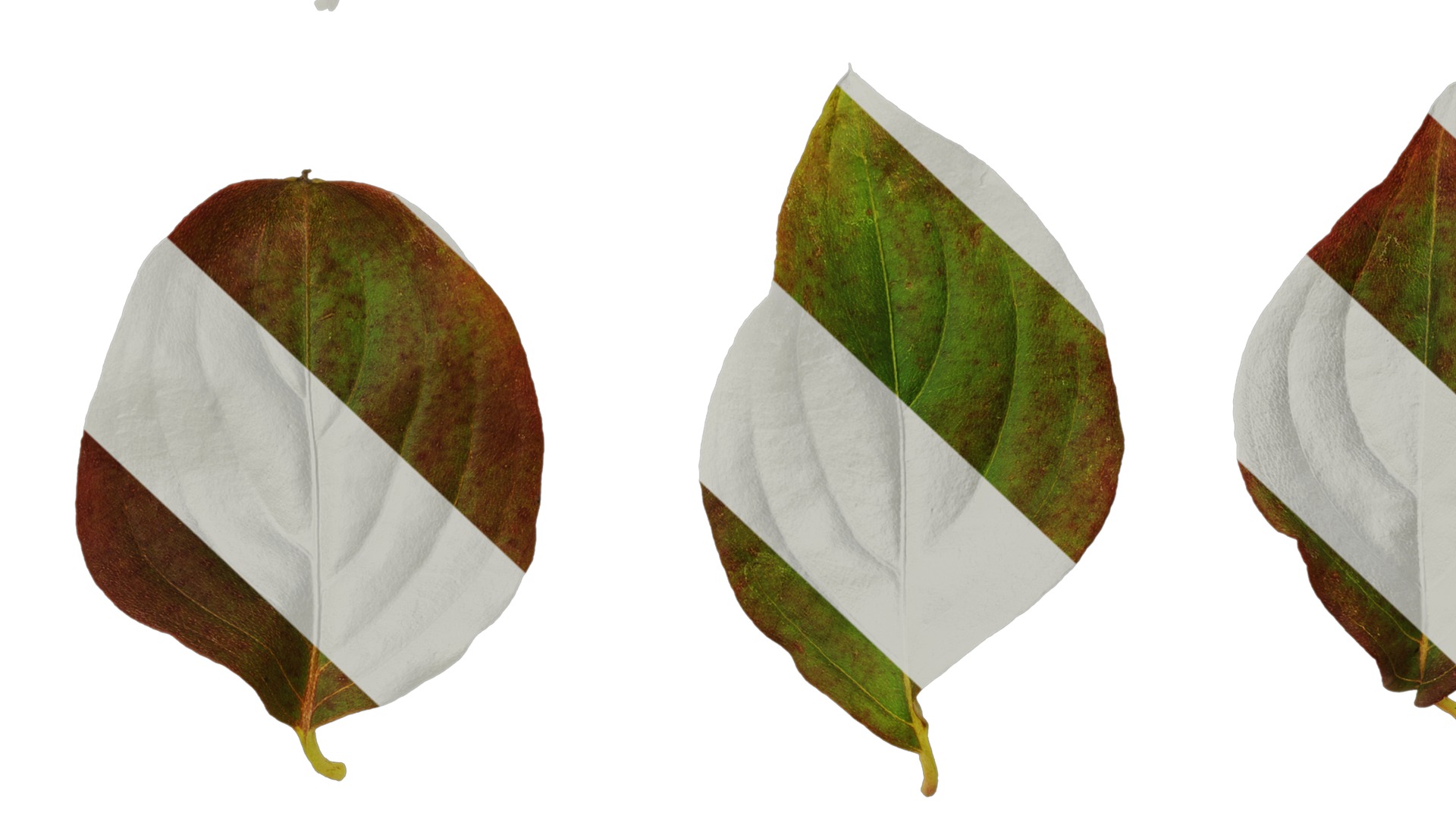 Anydrafts Cornus kousa Leaf 03 Texture_7