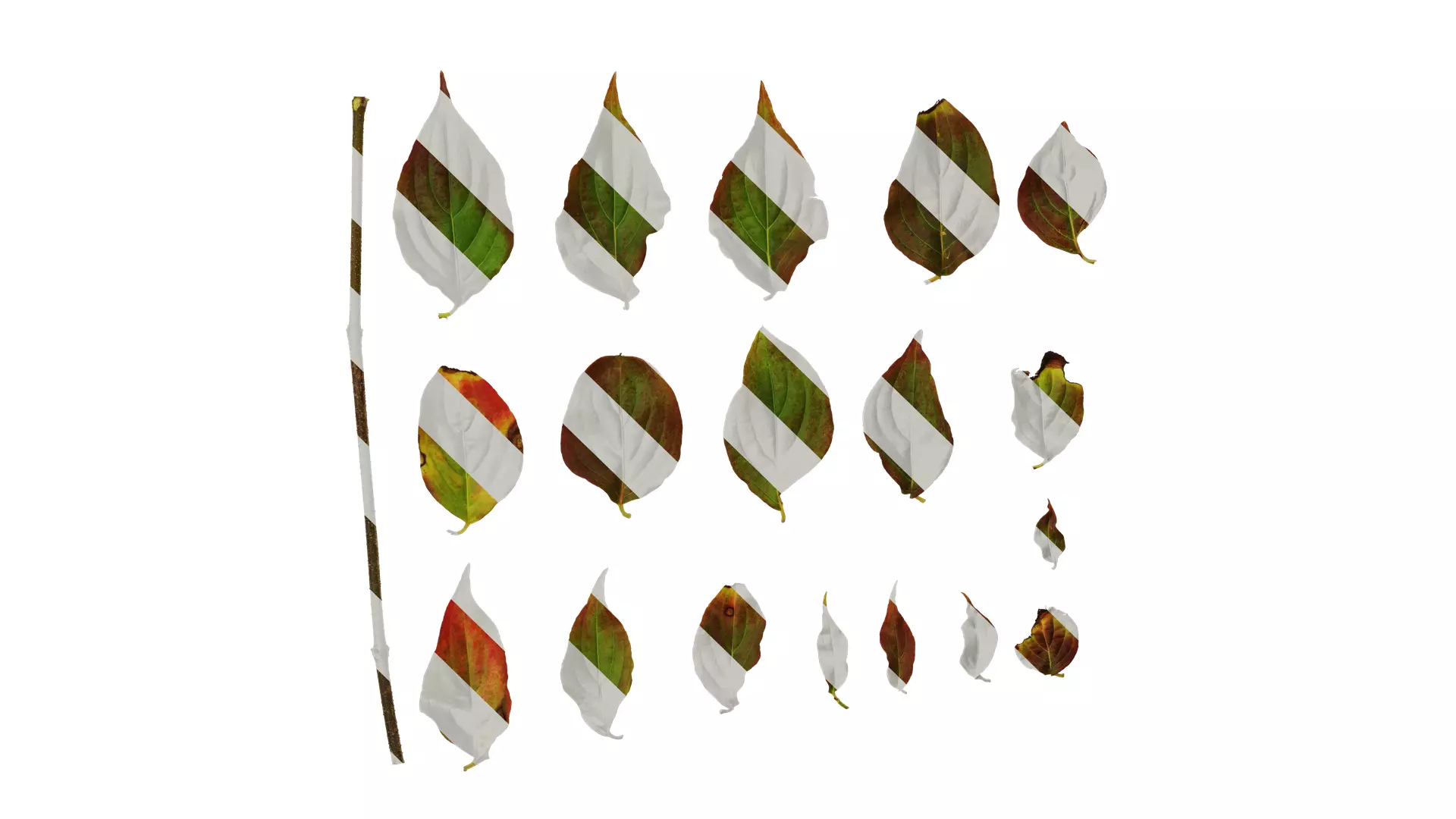 Anydrafts Cornus kousa Leaf 03 Texture_0