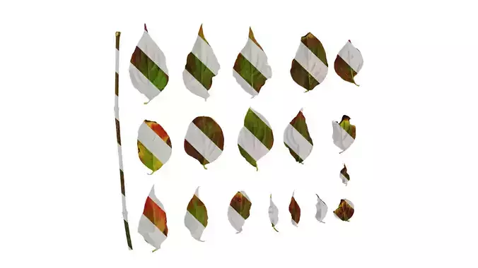 Anydrafts Cornus kousa Leaf 03