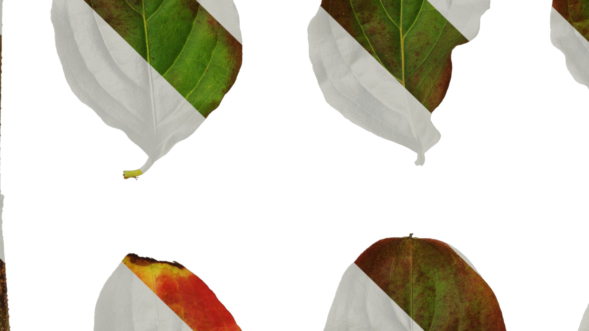 Anydrafts Cornus kousa Leaf 03 Texture_3