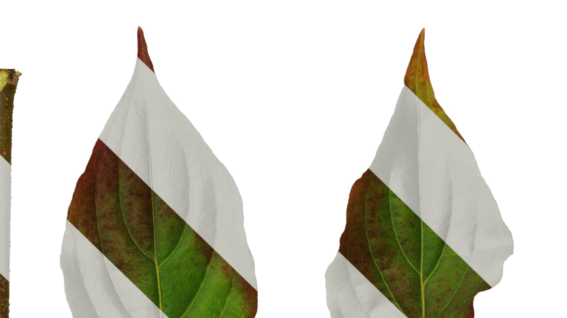 Anydrafts Cornus kousa Leaf 03 Texture_1