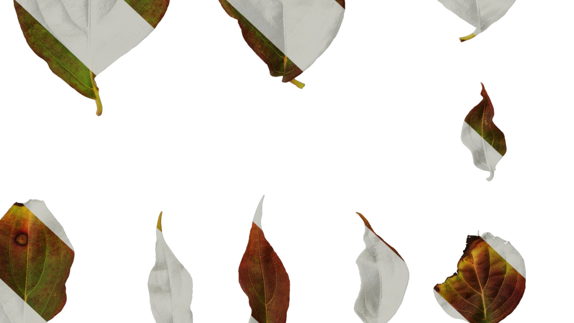 Anydrafts Cornus kousa Leaf 03 Texture_6