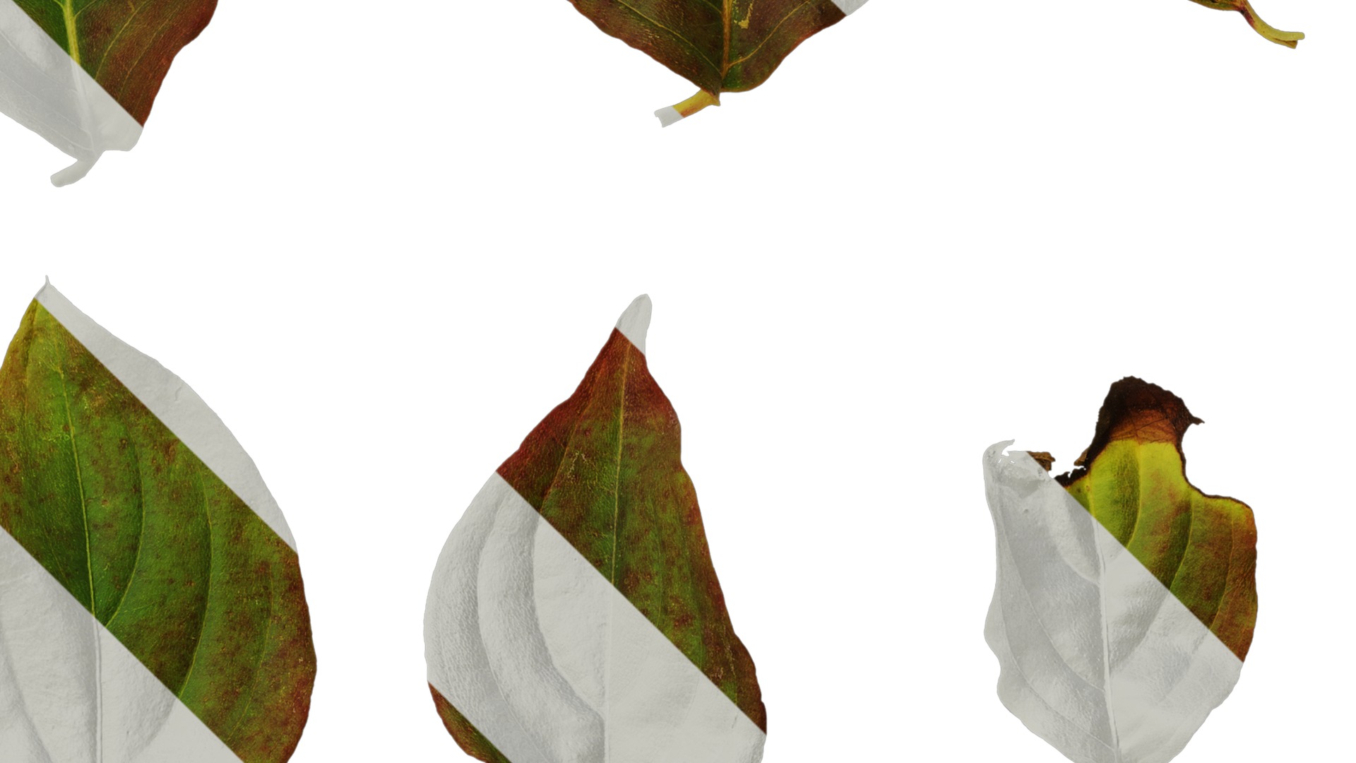 Anydrafts Cornus kousa Leaf 03 Texture_4