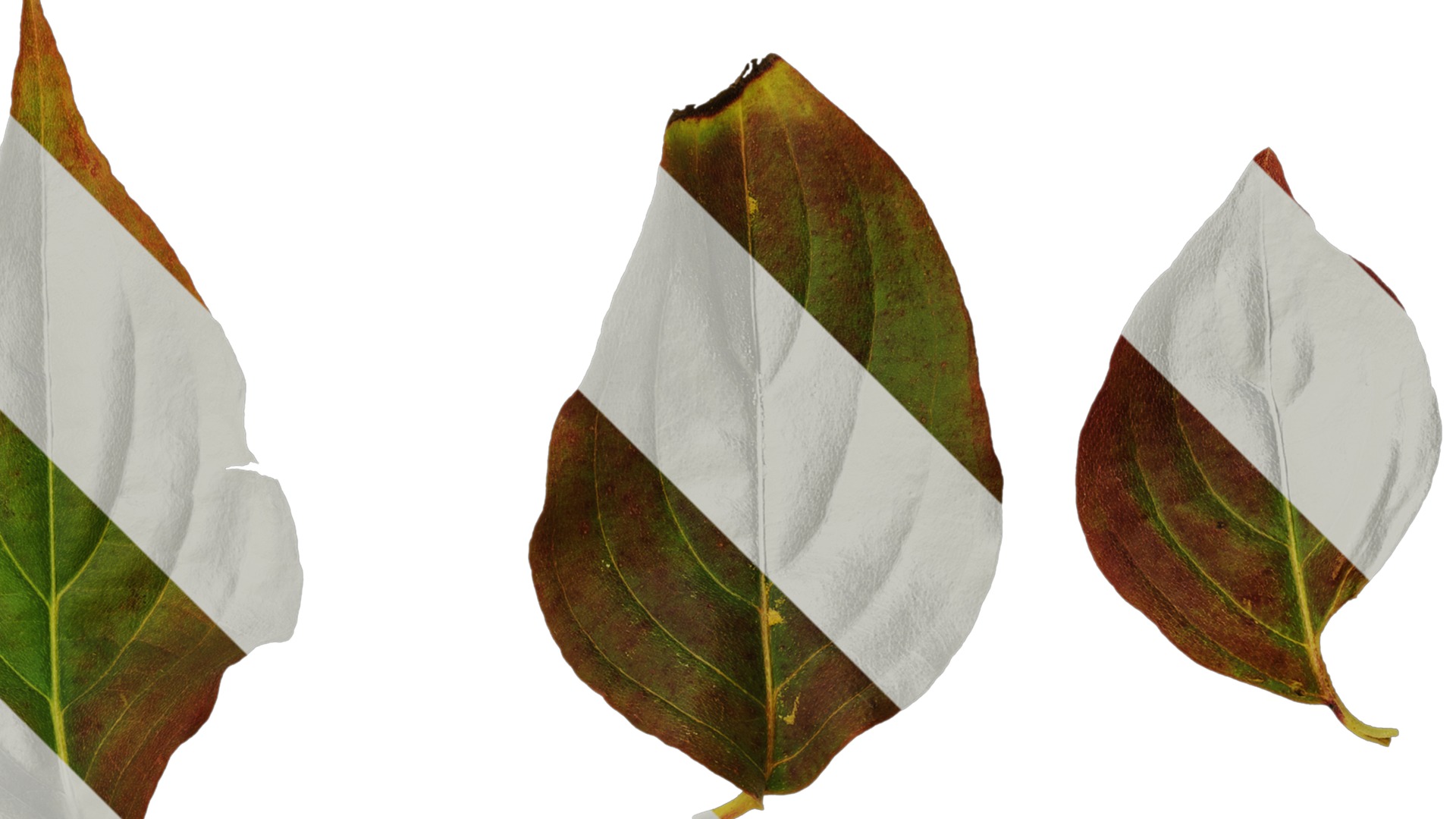 Anydrafts Cornus kousa Leaf 03 Texture_2