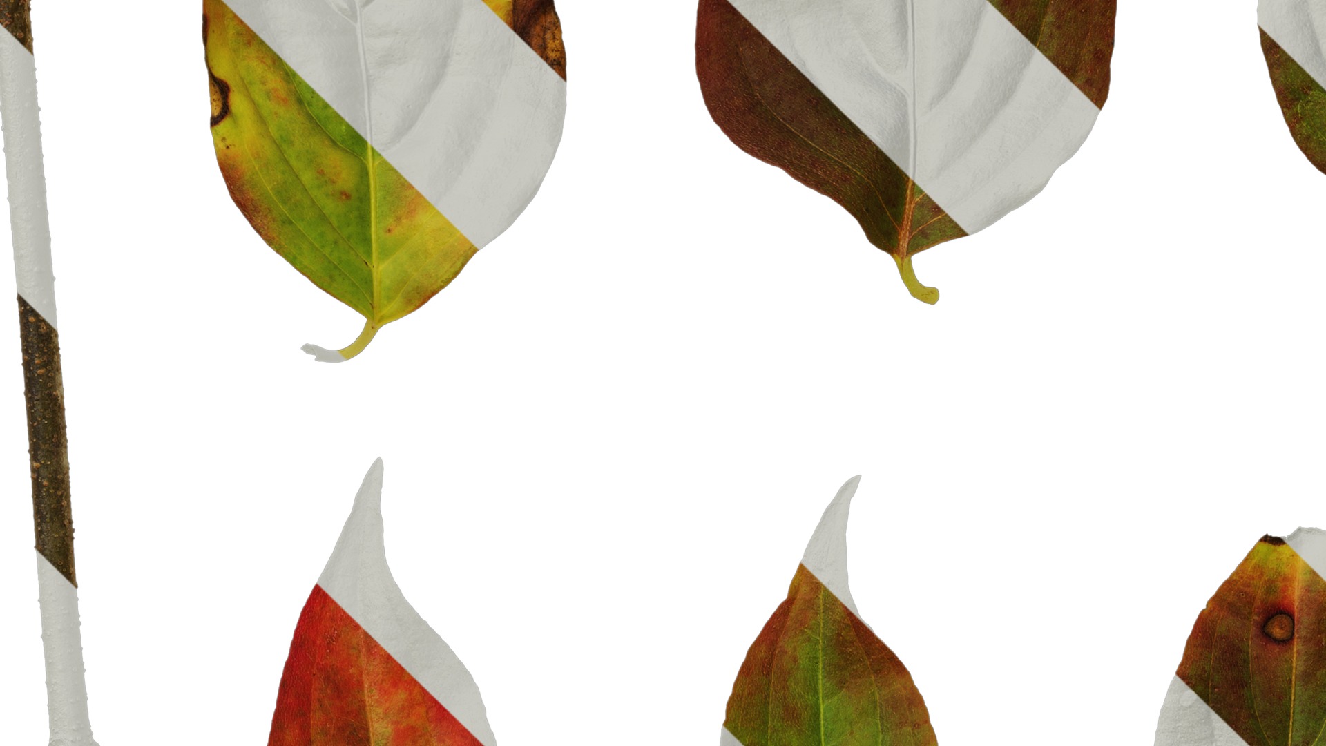 Anydrafts Cornus kousa Leaf 03 Texture_5