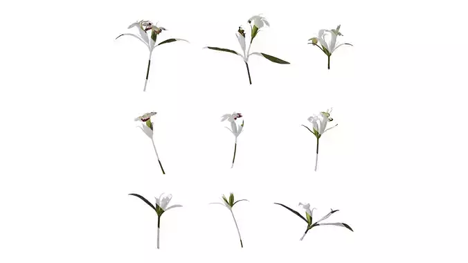 Anydrafts Dianthus olivia Atlas 02