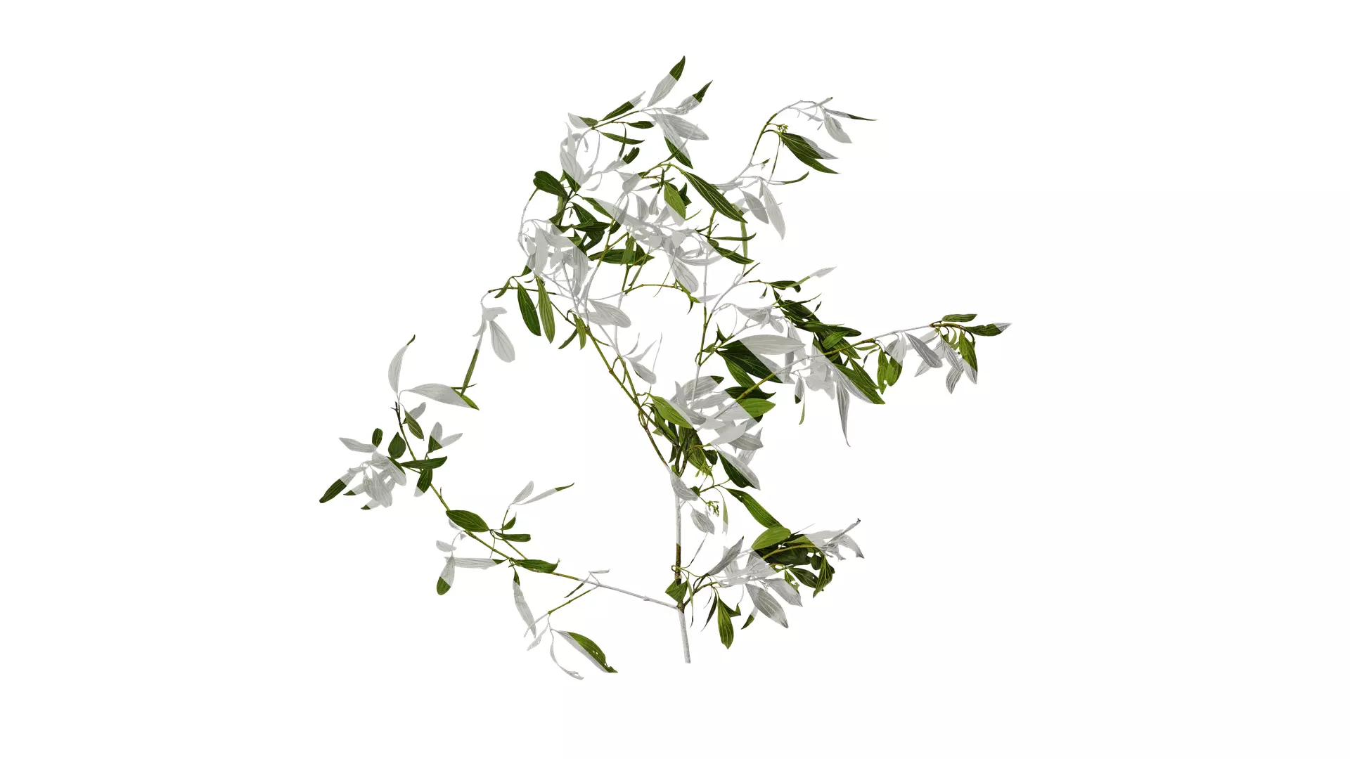 Anydrafts Cornus macrophylla Atlas 01 Texture