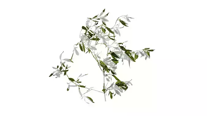 Anydrafts Cornus macrophylla Atlas 01