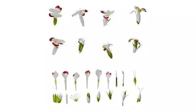 Anydrafts Dianthus olivia Flower 01