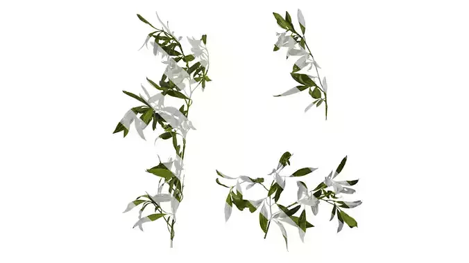 Anydrafts Cornus macrophylla Atlas 02