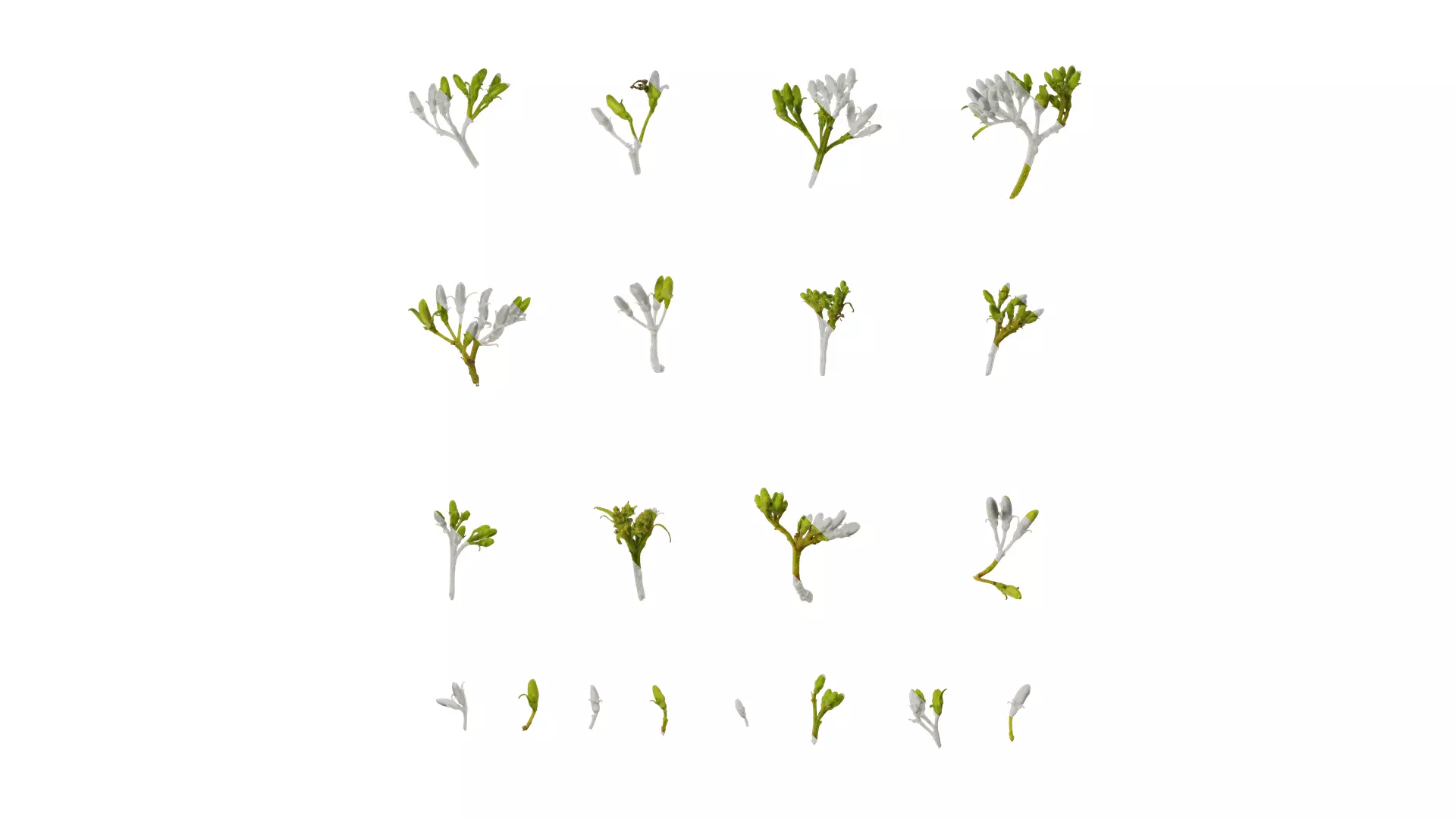 Anydrafts Cornus macrophylla Flower 01 Texture