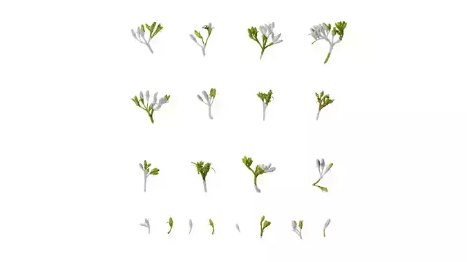 Anydrafts Cornus macrophylla Flower 01