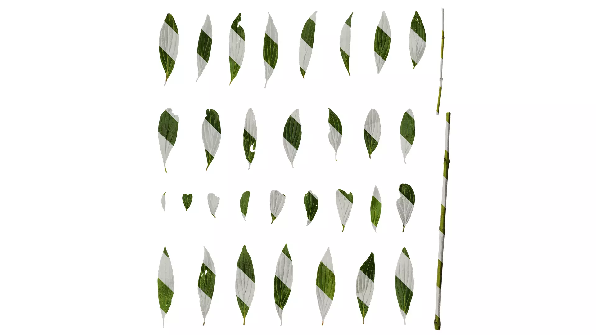 Anydrafts Cornus macrophylla Leaf 02 Texture