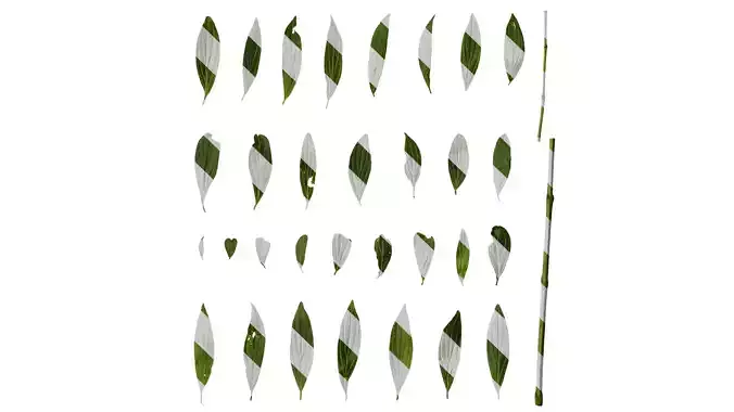 Anydrafts Cornus macrophylla Leaf 02