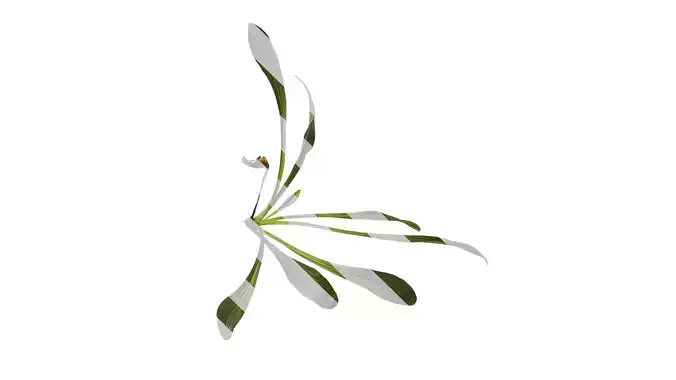 Anydrafts Digitalis lanata cafe creme Atlas 01