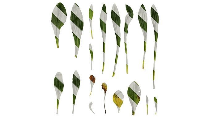 Anydrafts Digitalis lanata cafe creme Leaf 01 Texture