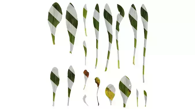 Anydrafts Digitalis lanata cafe creme Leaf 01