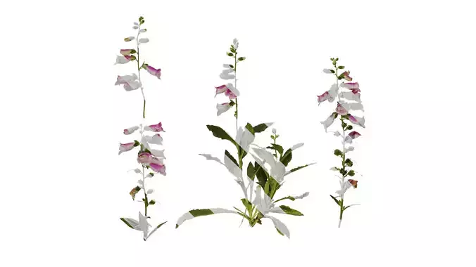 Anydrafts Digitalis purpurea Atlas 02