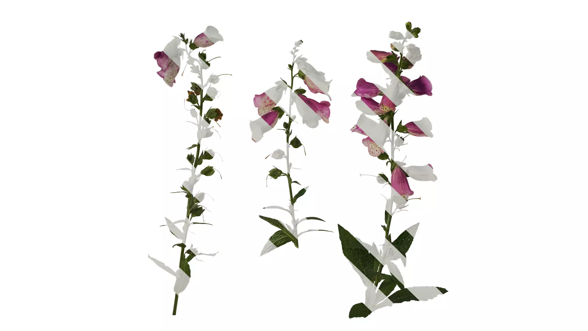 Anydrafts Digitalis purpurea Atlas 03 Texture_0