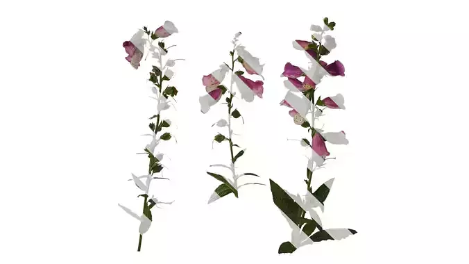 Anydrafts Digitalis purpurea Atlas 03