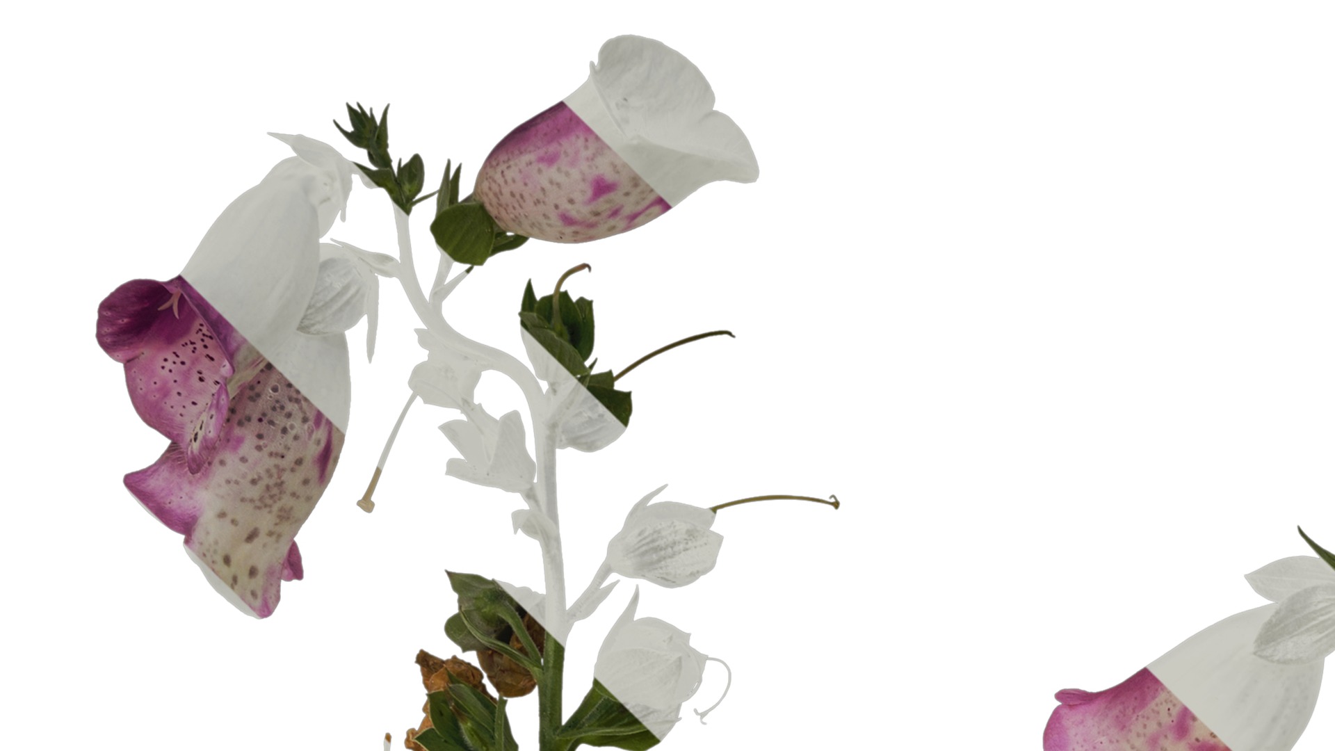 Anydrafts Digitalis purpurea Atlas 03 Texture_1