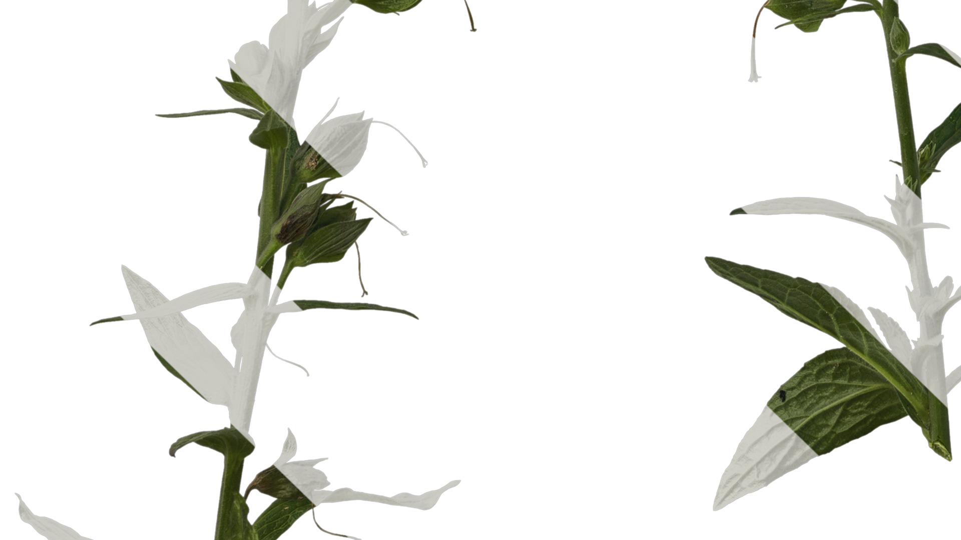 Anydrafts Digitalis purpurea Atlas 03 Texture_5