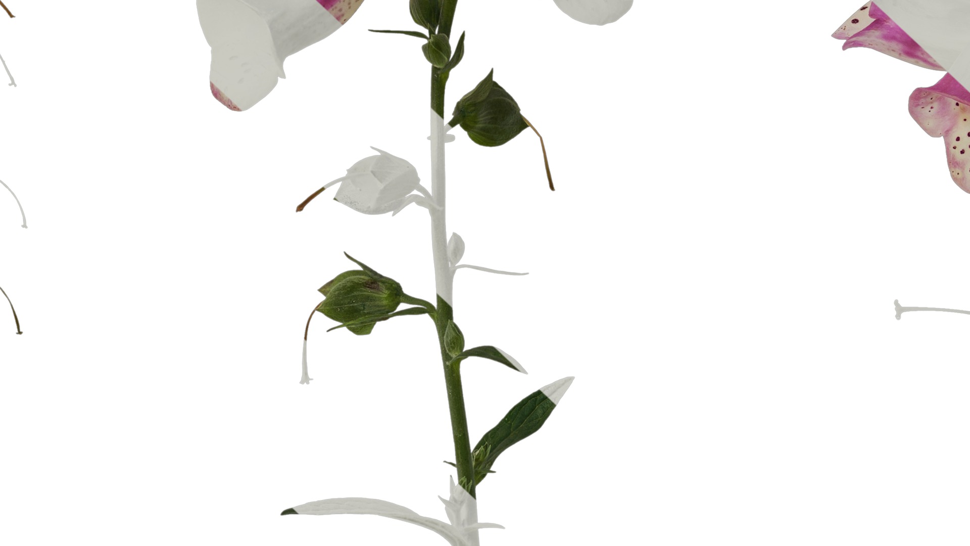 Anydrafts Digitalis purpurea Atlas 03 Texture_7