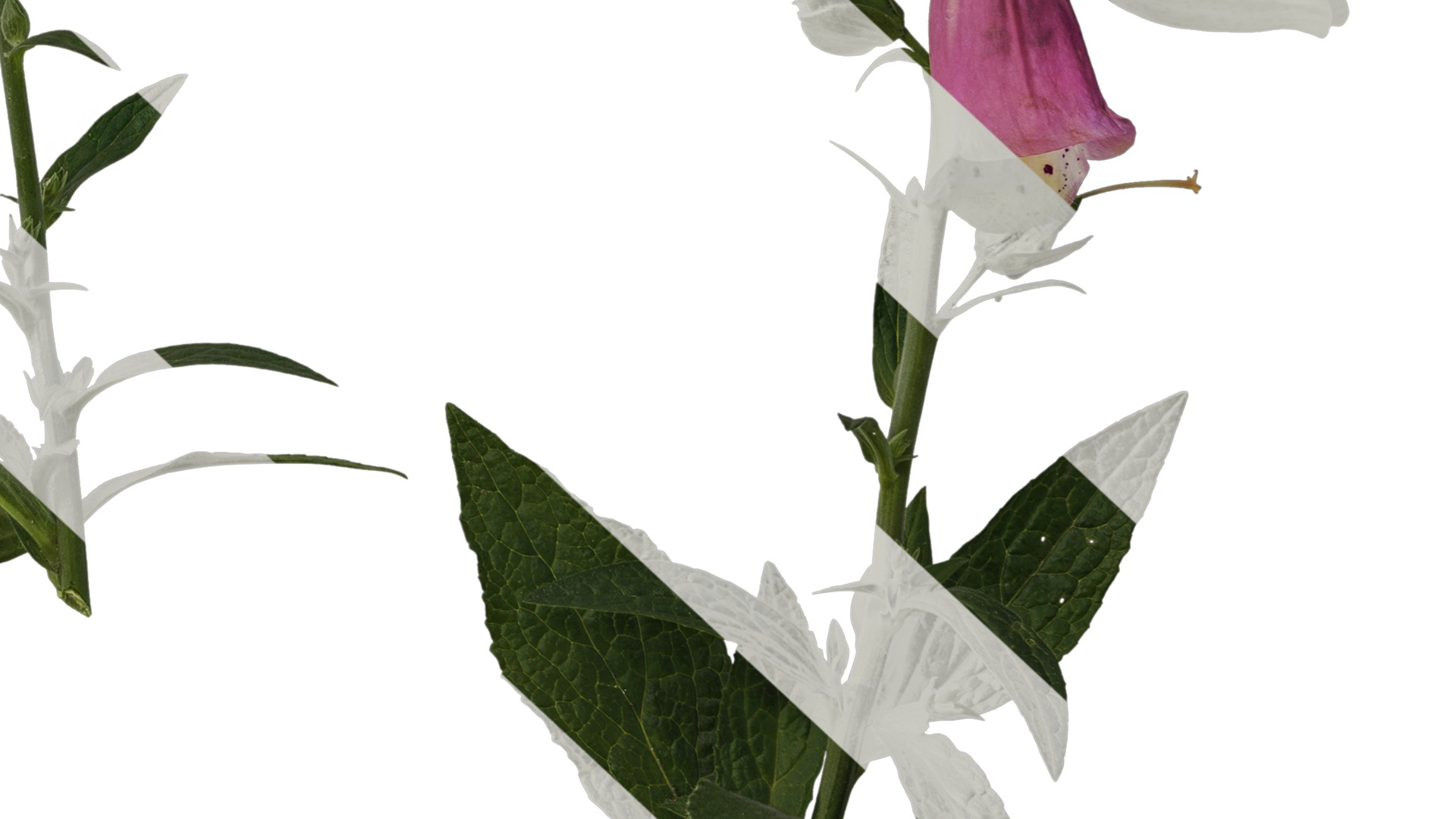 Anydrafts Digitalis purpurea Atlas 03 Texture_6