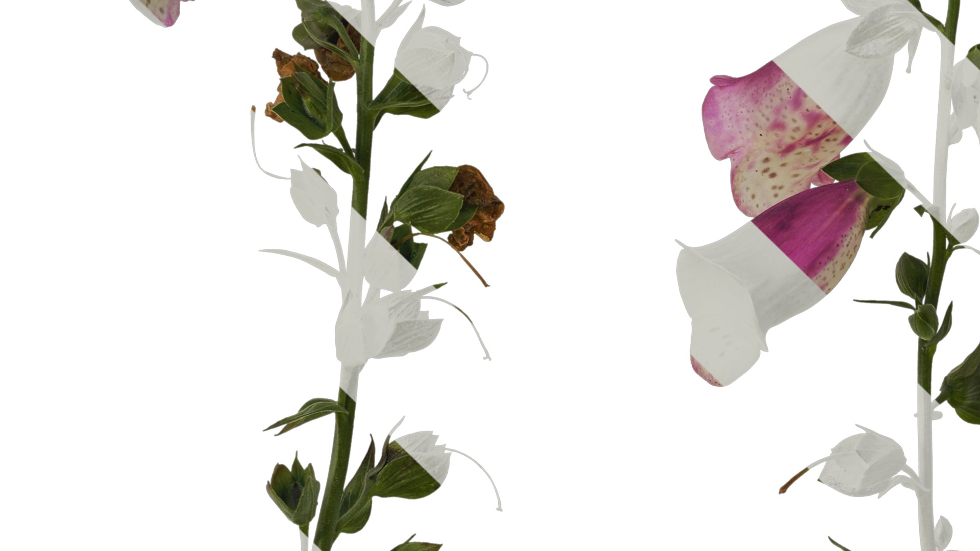 Anydrafts Digitalis purpurea Atlas 03 Texture_3