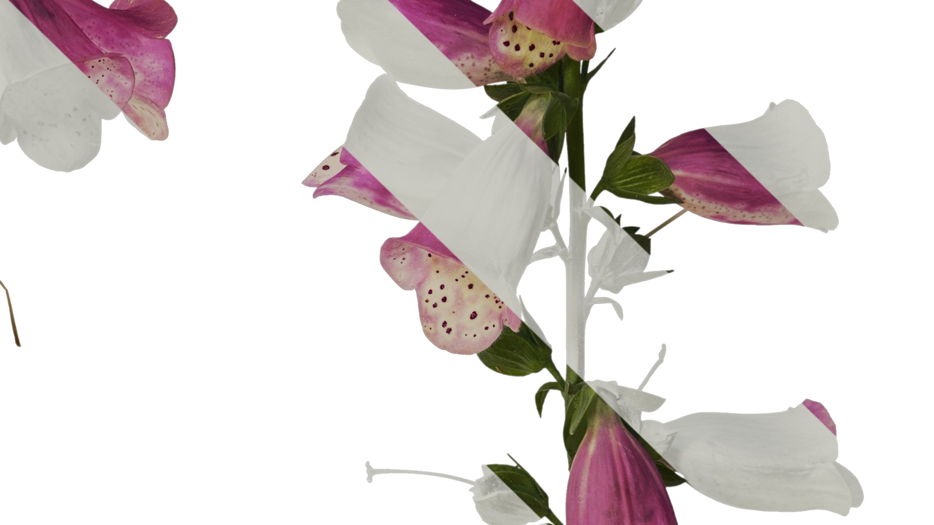 Anydrafts Digitalis purpurea Atlas 03 Texture_4