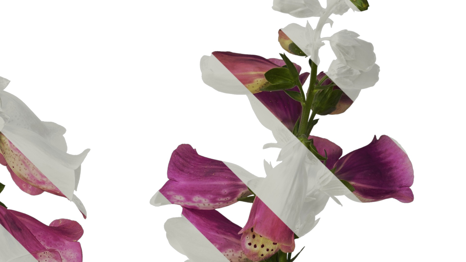 Anydrafts Digitalis purpurea Atlas 03 Texture_2