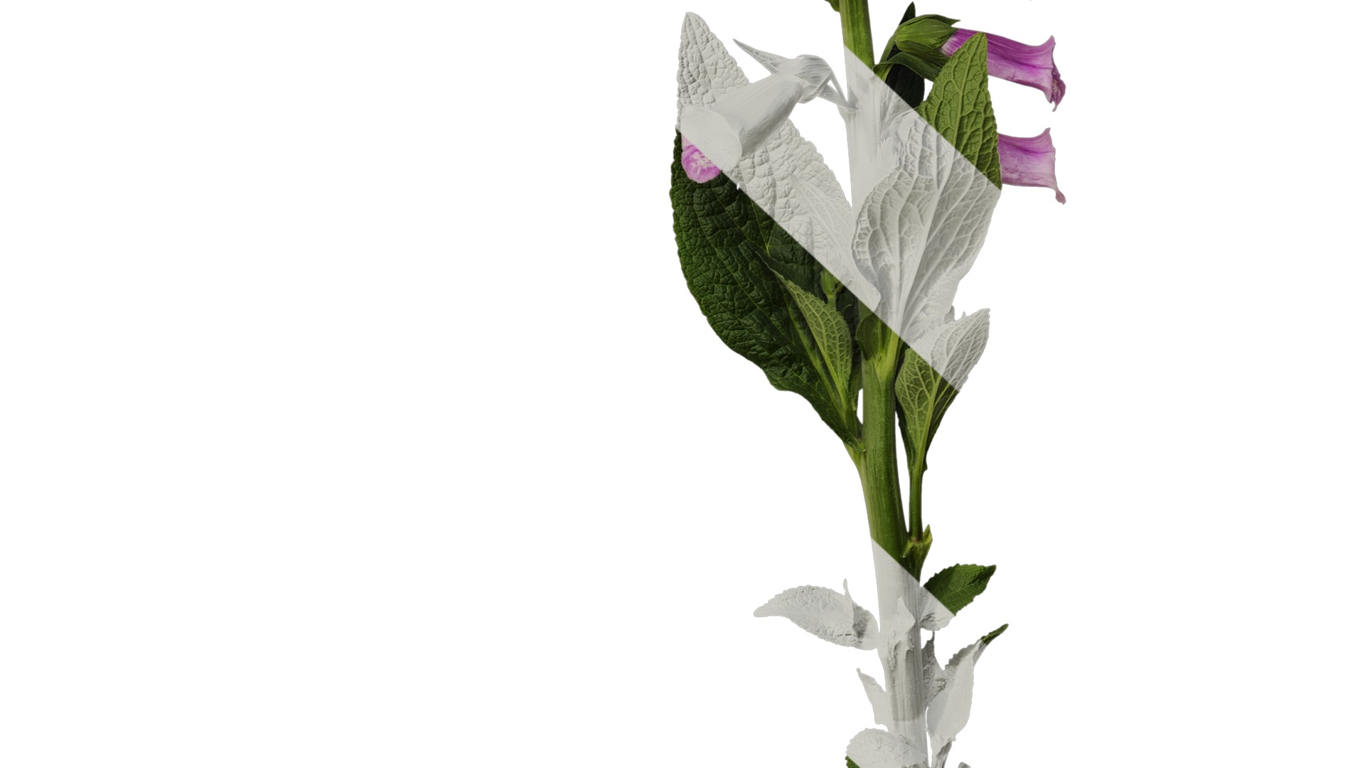 Anydrafts Digitalis purpurea Atlas 04 Texture_6