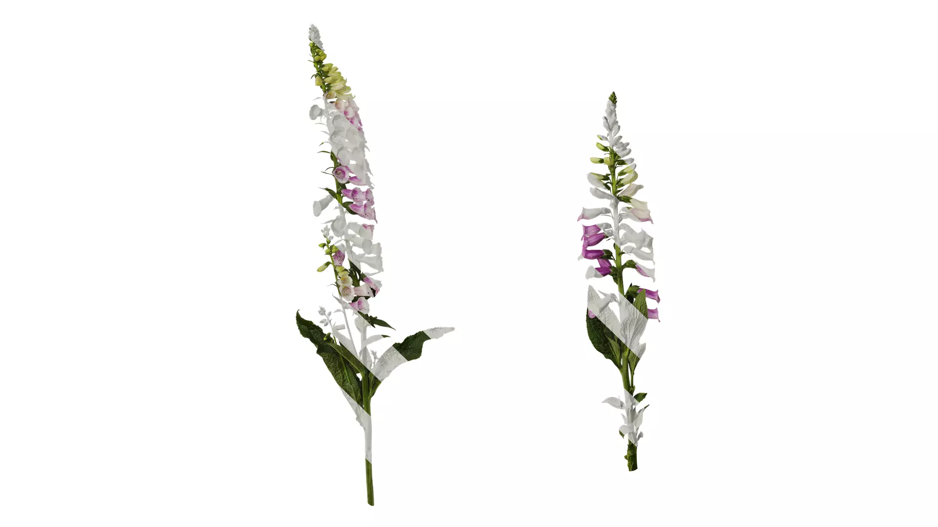 Anydrafts Digitalis purpurea Atlas 04 Texture_0