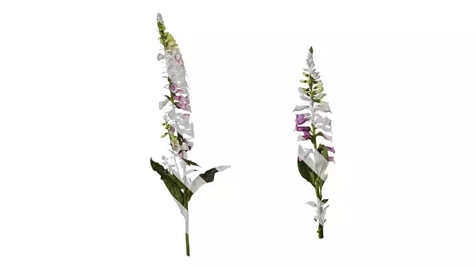 Anydrafts Digitalis purpurea Atlas 04