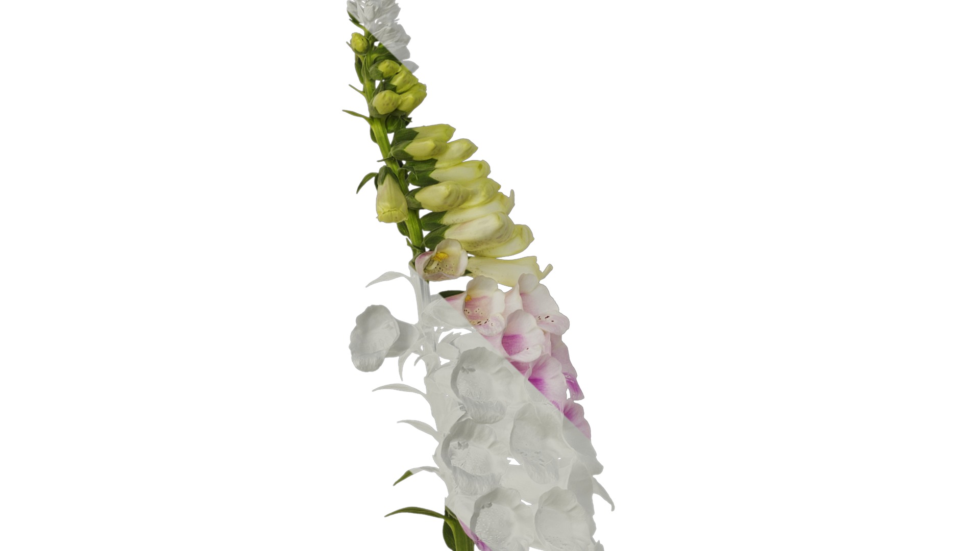 Anydrafts Digitalis purpurea Atlas 04 Texture_1