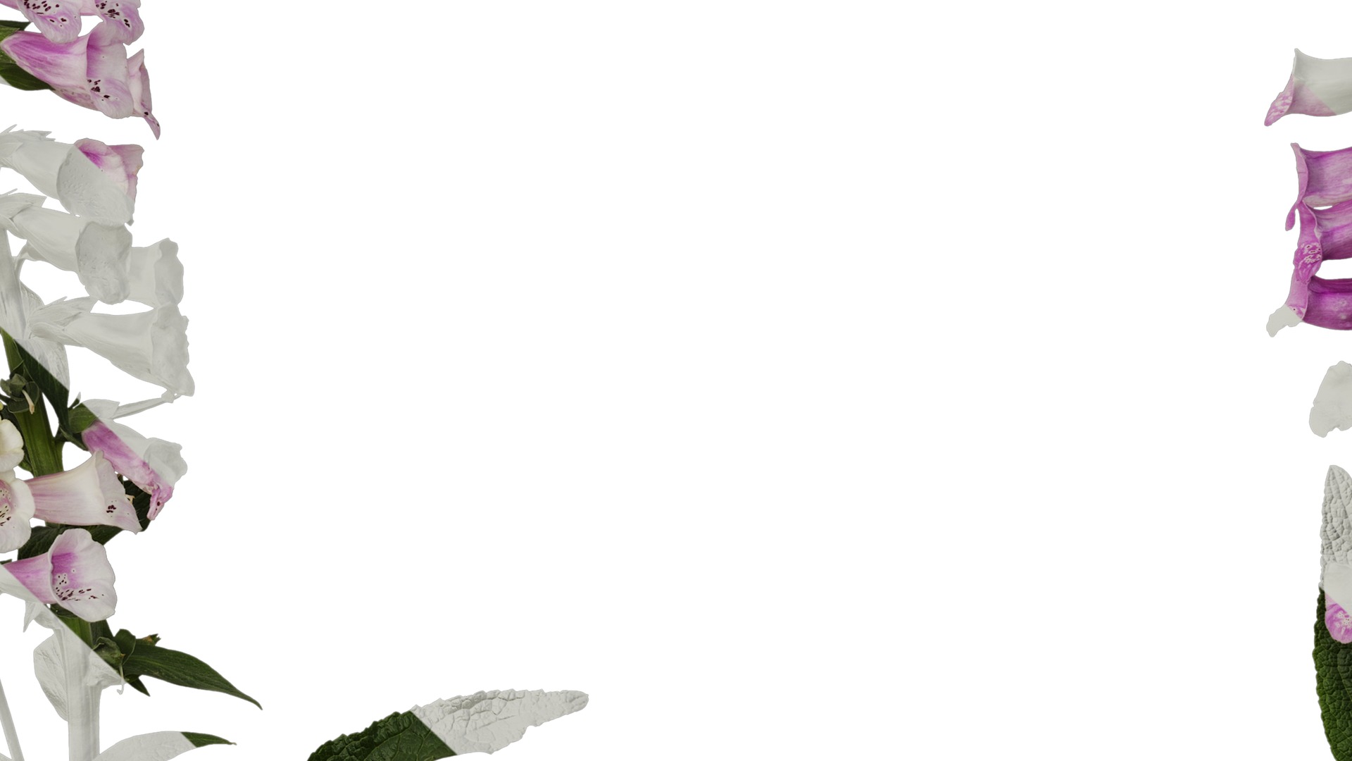 Anydrafts Digitalis purpurea Atlas 04 Texture_7