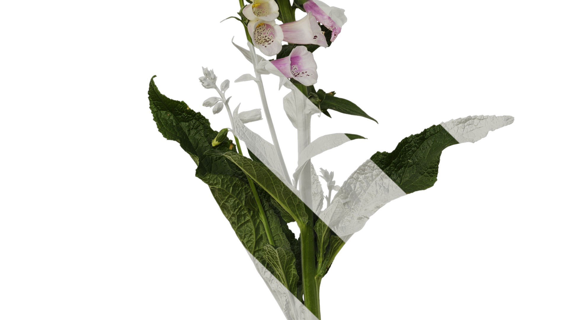 Anydrafts Digitalis purpurea Atlas 04 Texture_5