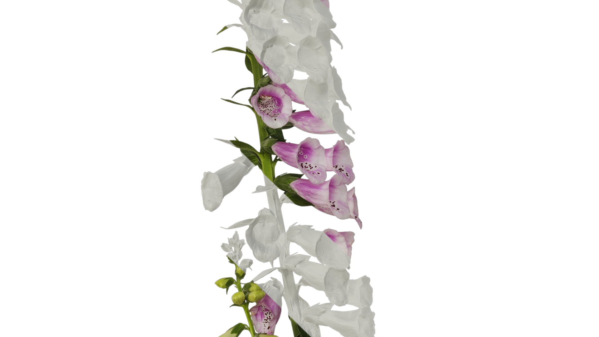 Anydrafts Digitalis purpurea Atlas 04 Texture_3
