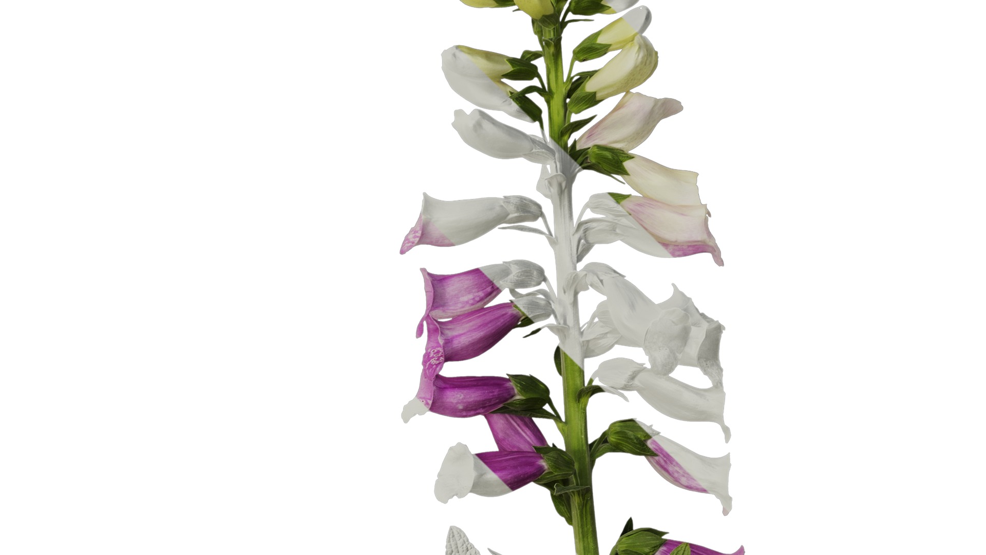 Anydrafts Digitalis purpurea Atlas 04 Texture_4