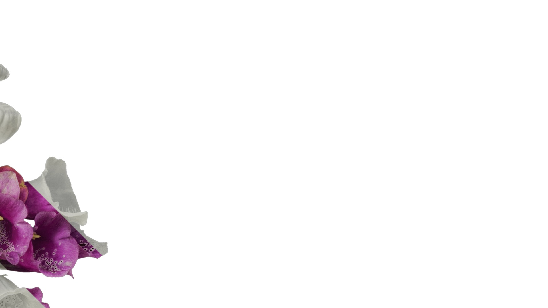 Anydrafts Digitalis purpurea Atlas 05 Texture_2